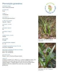 Pterostylis Graminea