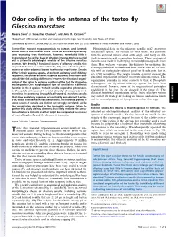 Odor Coding in the Antenna of the Tsetse Fly Glossina Morsitans