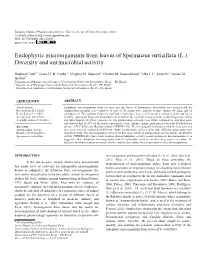 Endophytic Microorganisms from Leaves of Spermacoce Verticillata (L.): Diversity and Antimicrobial Activity