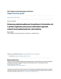 Enhancing Polyhydroxyalkanoate Biosynthesis in Escherichia Coli