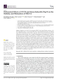 Differential Effects of STCH and Stress-Inducible Hsp70 on the Stability and Maturation of NKCC2