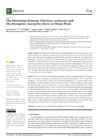 The Interaction Between Tribolium Castaneum and Mycotoxigenic Aspergillus ﬂavus in Maize Flour