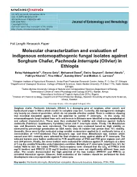 Molecular Characterization and Evaluation of Indigenous Entomopathogenic Fungal Isolates Against Sorghum Chafer, Pachnoda Interrupta (Olivier) in Ethiopia