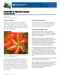 Amaryllis in Alachua County Fact Sheet # ACFFL1311