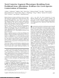 Novel Anterior Segment Phenotypes Resulting from Forkhead Gene Alterations: Evidence for Cross-Species Conservation of Function