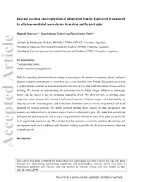 Internal Aeration and Respiration of Submerged Tomato Hypocotyls Is Enhanced by Ethylene‐Mediated Aerenchyma Formation And