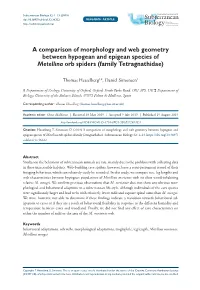 A Comparison of Morphology and Web Geometry Between Hypogean and Epigean Species of Metellina Orb Spiders (Family Tetragnathidae)