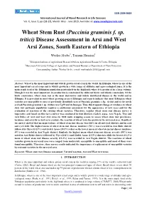 Wheat Stem Rust (Puccinia Graminis F