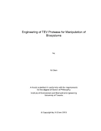 Engineering of TEV Protease for Manipulation of Biosystems