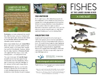 A Checklist Are Specially Adapted to Finding Food Don’T Expect to See Fish Swimming Deep Below in Low-Light Environments
