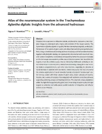 Atlas of the Neuromuscular System in the Trachymedusa Aglantha Digitale: Insights from the Advanced Hydrozoan