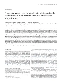Transgenic Mouse Lines Subdivide External Segment of the Globus Pallidus (Gpe) Neurons and Reveal Distinct Gpe Output Pathways