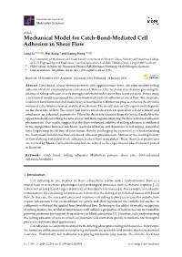 Mechanical Model for Catch-Bond-Mediated Cell Adhesion in Shear Flow
