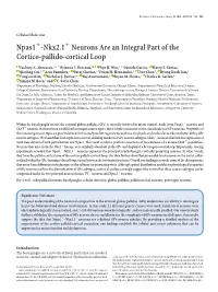 Npas1+-Nkx2.1+ Neurons Are an Integral Part of the Cortico-Pallido