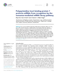 Polypyrimidine Tract Binding Protein 1 Protects Mrnas from Recognition By