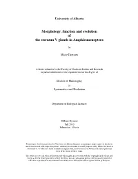 Morphology, Function and Evolution of the Sternum V Glands in Amphiesmenoptera