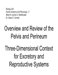 Overview and Review of the Pelvis and Perineum Three-Dimensional