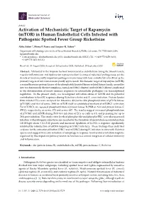 Activation of Mechanistic Target of Rapamycin (Mtor) in Human Endothelial Cells Infected with Pathogenic Spotted Fever Group Rickettsiae