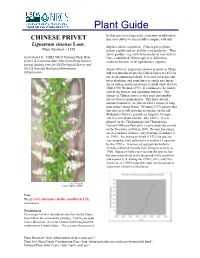 CHINESE PRIVET Due to Its Ability to Successfully Compete with And