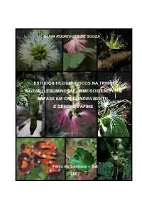 Leguminosae: Mimosoideae) Com Ênfase Em Calliandra Benth