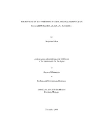 The Impacts of a Stem Boring Weevil, Mecinus Janthinus, on Dalmatian