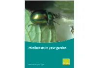 Minibeasts in Your Garden