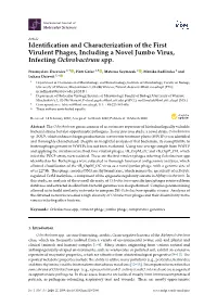 Identification and Characterization of the First Virulent Phages, Including