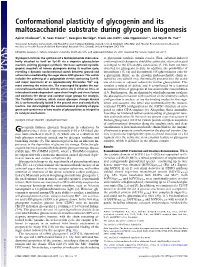 Conformational Plasticity of Glycogenin and Its Maltosaccharide Substrate During Glycogen Biogenesis