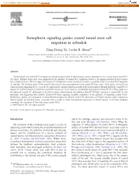 Semaphorin Signaling Guides Cranial Neural Crest Cell Migration in Zebrafish