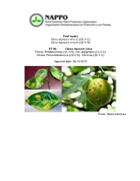 (Cilv-N) ST 06: Citrus Leprosis Virus Family