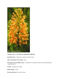 Platanthera Chapmanii (Small) Luer