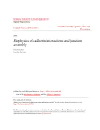 Biophysics of Cadherin Interactions and Junction Assembly Omer Shafraz Iowa State University