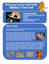 Making a Trace Fossil