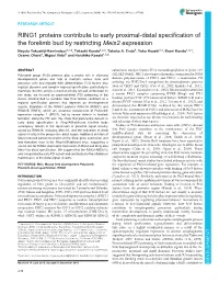 RING1 Proteins Contribute to Early Proximal-Distal Specification of The