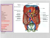 Digestive System