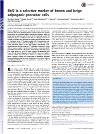 Ebf2 Is a Selective Marker of Brown and Beige Adipogenic Precursor Cells
