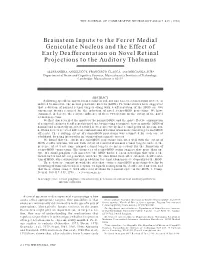 Brainstem Inputs to the Ferret Medial Geniculate Nucleus and the Effect of Early Deafferentation on Novel Retinal Projections to the Auditory Thalamus