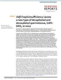 Odf2 Haploinsufficiency Causes a New Type of Decapitated and Decaudated Spermatozoa, Odf2-DDS, in Mice