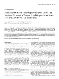 Mediated Activation of Caspase-1 and Caspase-3 in a Mouse Model of Amyotrophic Lateral Sclerosis