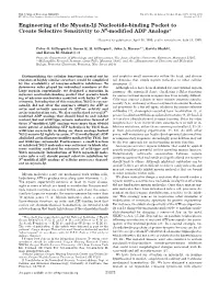 Engineering of the Myosin-I Nucleotide-Binding