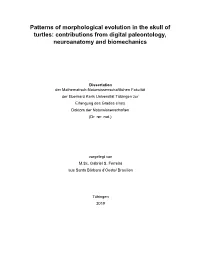 Patterns of Morphological Evolution in the Skull of Turtles: Contributions from Digital Paleontology, Neuroanatomy and Biomechanics