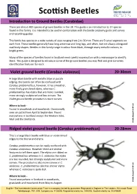 Scottish Beetles Introduction to Ground Beetles (Carabidae) There Are Almost 400 Species of Ground Beetles in the UK