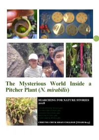 The Mysterious World Inside a Pitcher Plant (N. Mirabilis)