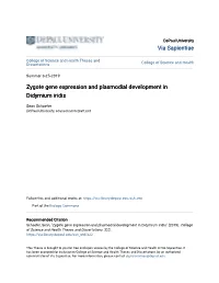 Zygote Gene Expression and Plasmodial Development in Didymium Iridis