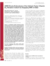 AMN Directs Endocytosis of the Intrinsic Factor‐Vitamin B12