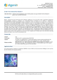 32-4621: Recombinant Rat Calbindin-1 Description Product