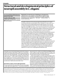 Structural and Developmental Principles of Neuropil Assembly in C