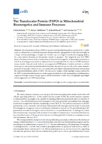 (TSPO) in Mitochondrial Bioenergetics and Immune Processes