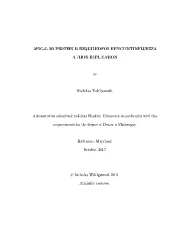 APICAL M2 PROTEIN IS REQUIRED for EFFICIENT INFLUENZA a VIRUS REPLICATION by Nicholas Wohlgemuth a Dissertation Submitted To