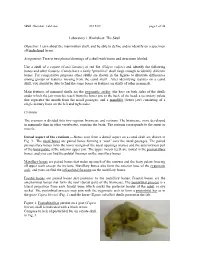 Laboratory 1 Worksheet: the Skull Objective: Learn About The